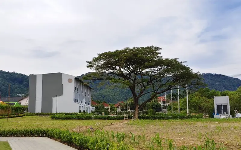 The big shade tree beside the NKS Court building, with the hills behind